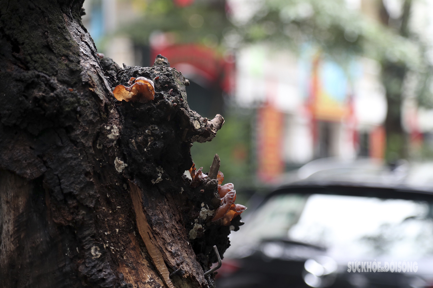 Nhiều cây cổ thụ ở Hà Nội chết khô, tiềm ẩn đổ gãy trong mùa mưa bão - Ảnh 11.