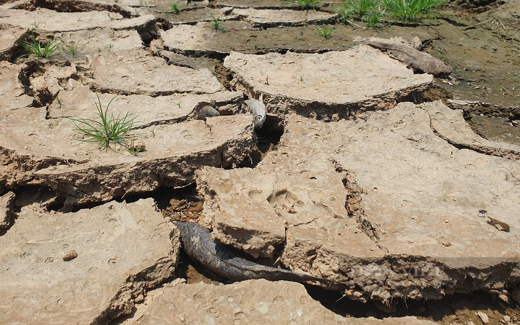 Tháng nào là đỉnh điểm của El Nino năm nay?