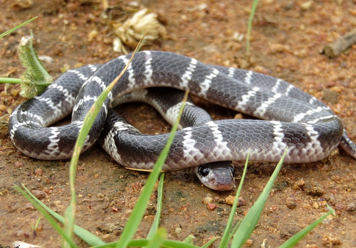 Sơ cứu ban đầu khi bị rắn cắn và cách nhận biết rắn độc, rắn không độc - Ảnh 3.
