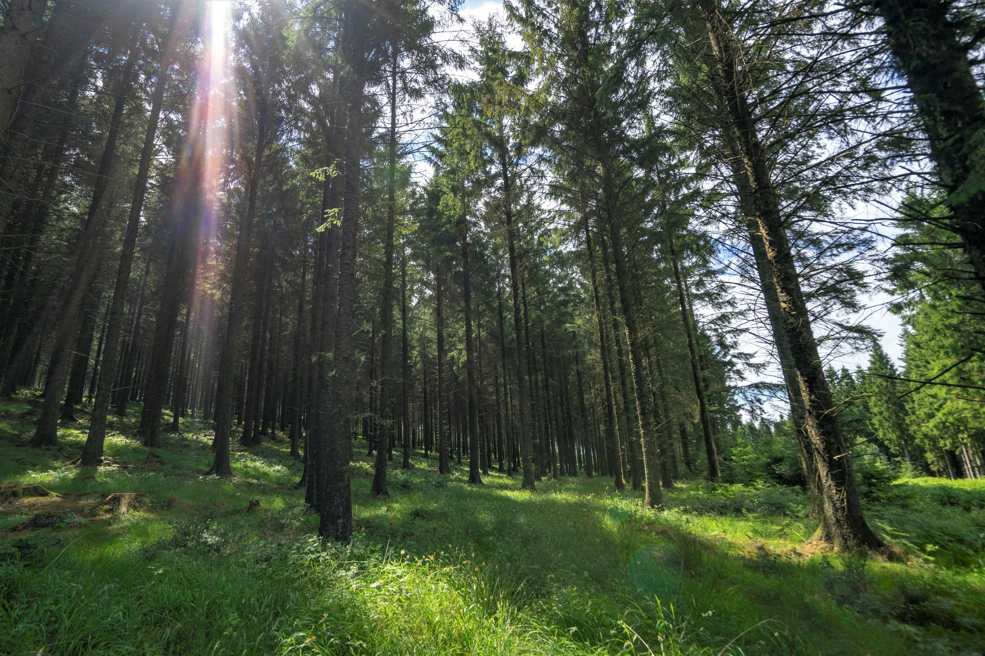 Đầu tư 400 triệu USD phục hồi rừng vì lợi ích sức khỏe con người và ứng phó với biến đổi khí hậu - Ảnh 1.