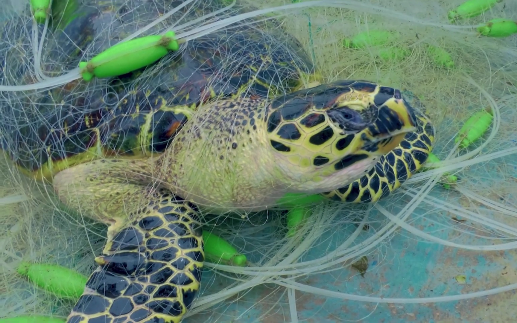 Kêu gọi không mua các sản phẩm từ rùa biển và động vật hoang dã