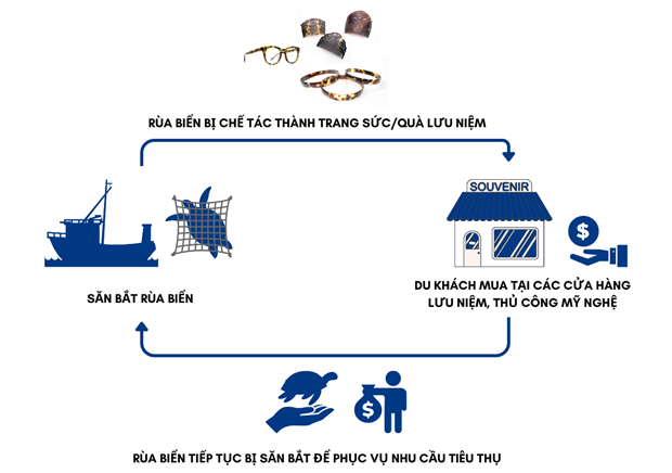 Rùa biển bị săn bắt để phục vụ nhu cầu tiêu thụ bất hợp pháp.