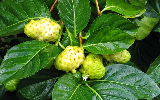 Rễ nhàu có tác dụng gì?- Ảnh 2. Bài thuốc chữa bệnh từ cây nhàu