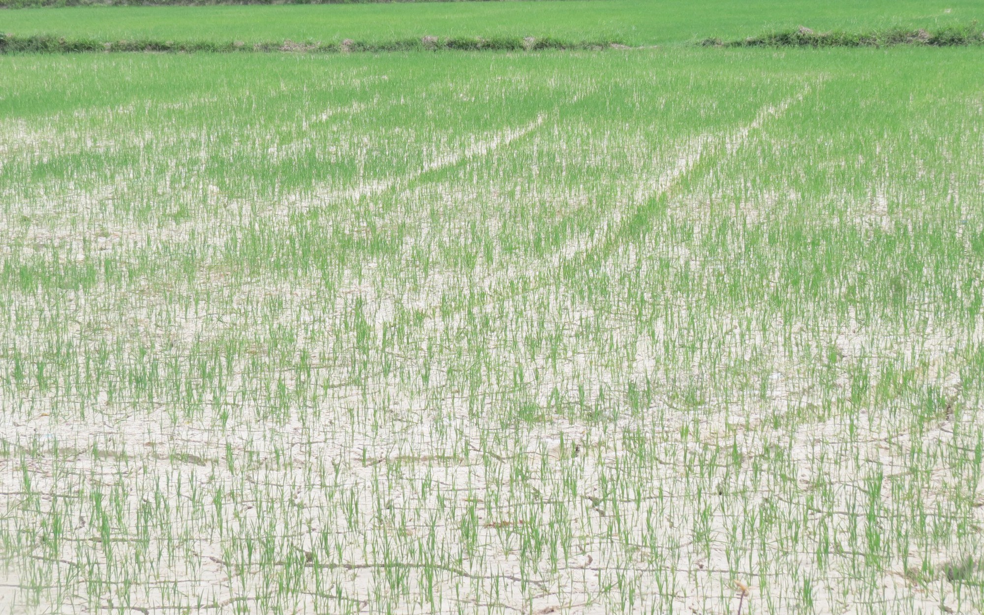 Nông dân mòn mỏi chờ nước để cứu ruộng lúa khát khô