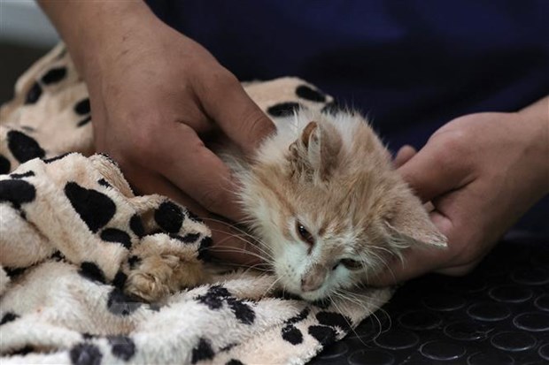 'Đảo quốc mèo' đối mặt nguy cơ mèo chết tràn lan do nhiễm virus - Ảnh 1.