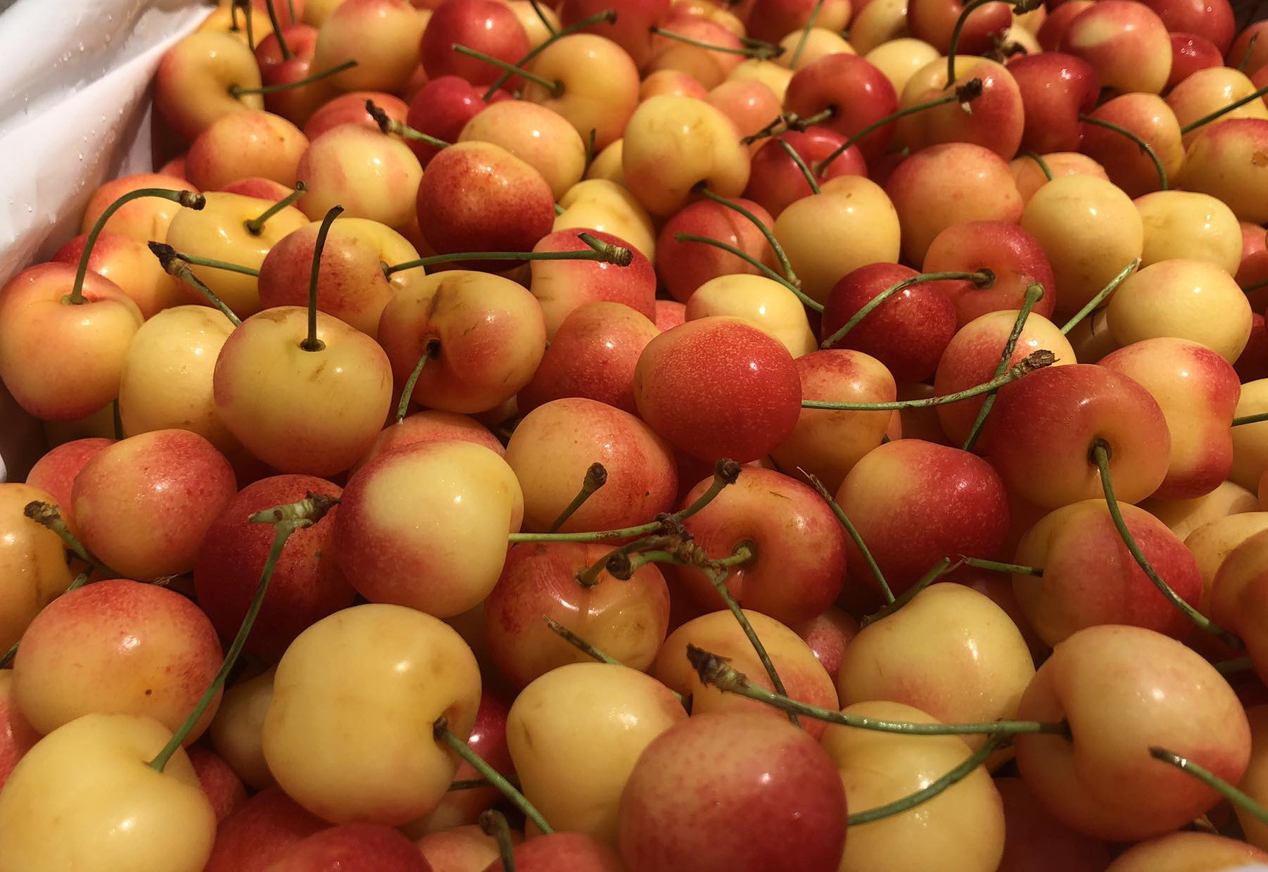 Cherry nhập khẩu bán đầy chợ Việt, hàng Mỹ giá rẻ chưa từng có - Ảnh 3.