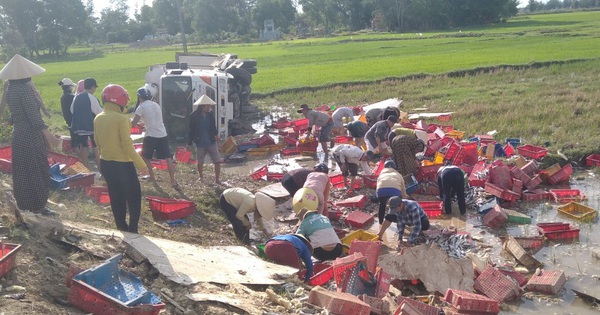 Người dân xuống ruộng giúp tài xế thu gom cá do xe tải bị lật