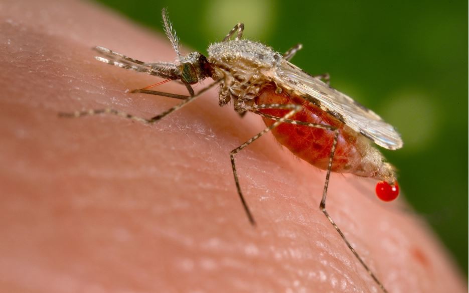 Sốt xuất huyết Dengue và bệnh Chikungunya do muỗi đốt có biểu hiện như nào?