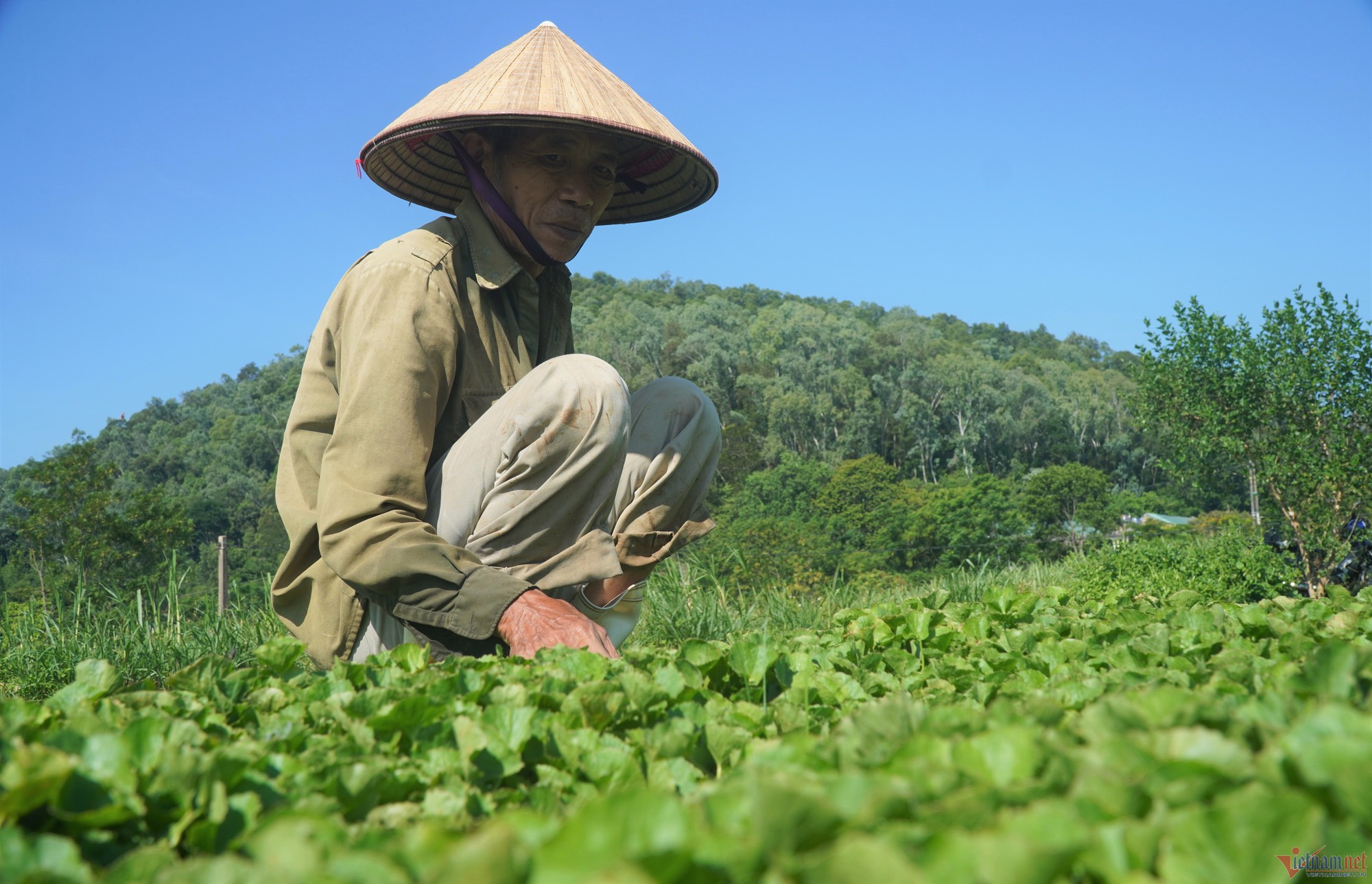 Trồng rau má cổ, lão nông ở Thanh Hóa thu 400 triệu đồng mỗi năm - Ảnh 1.