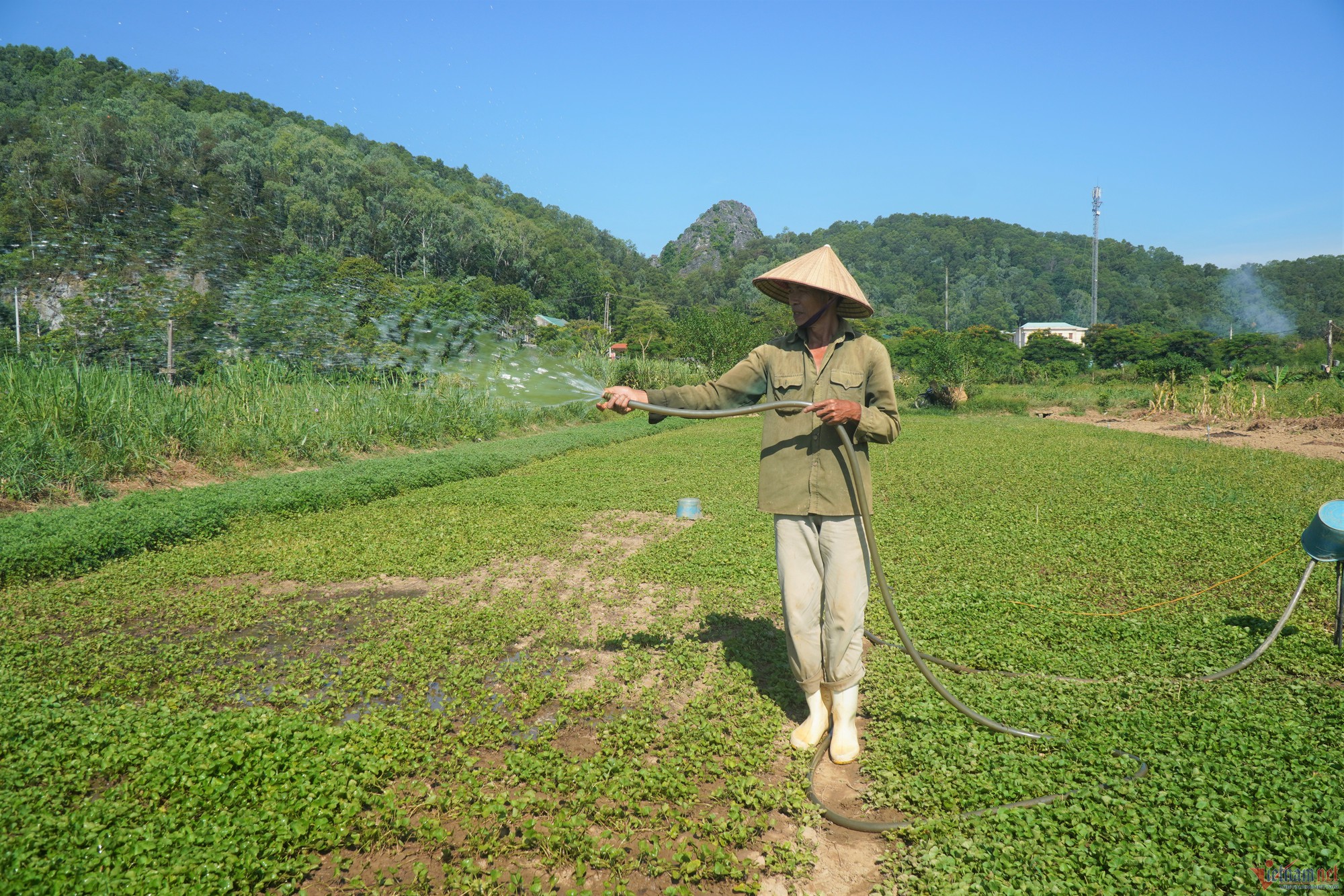 Trồng rau má cổ, lão nông ở Thanh Hóa thu 400 triệu đồng mỗi năm - Ảnh 4.
