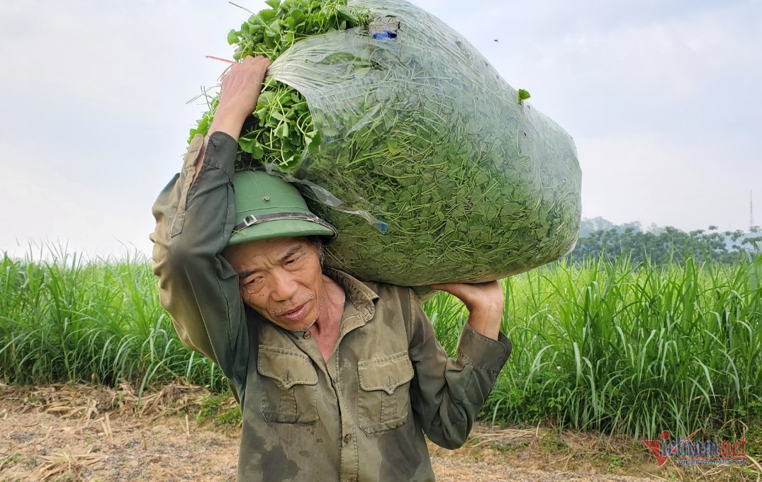 Trồng rau má cổ, lão nông ở Thanh Hóa thu 400 triệu đồng mỗi năm - Ảnh 2.
