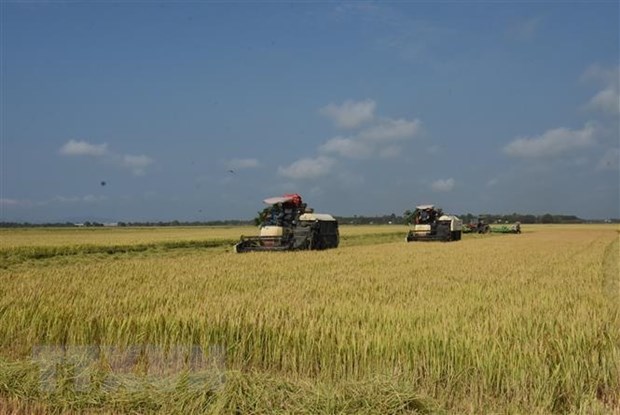Giá gạo xuất khẩu tăng lên mức cao nhất trong hơn một thập kỷ - Ảnh 1.