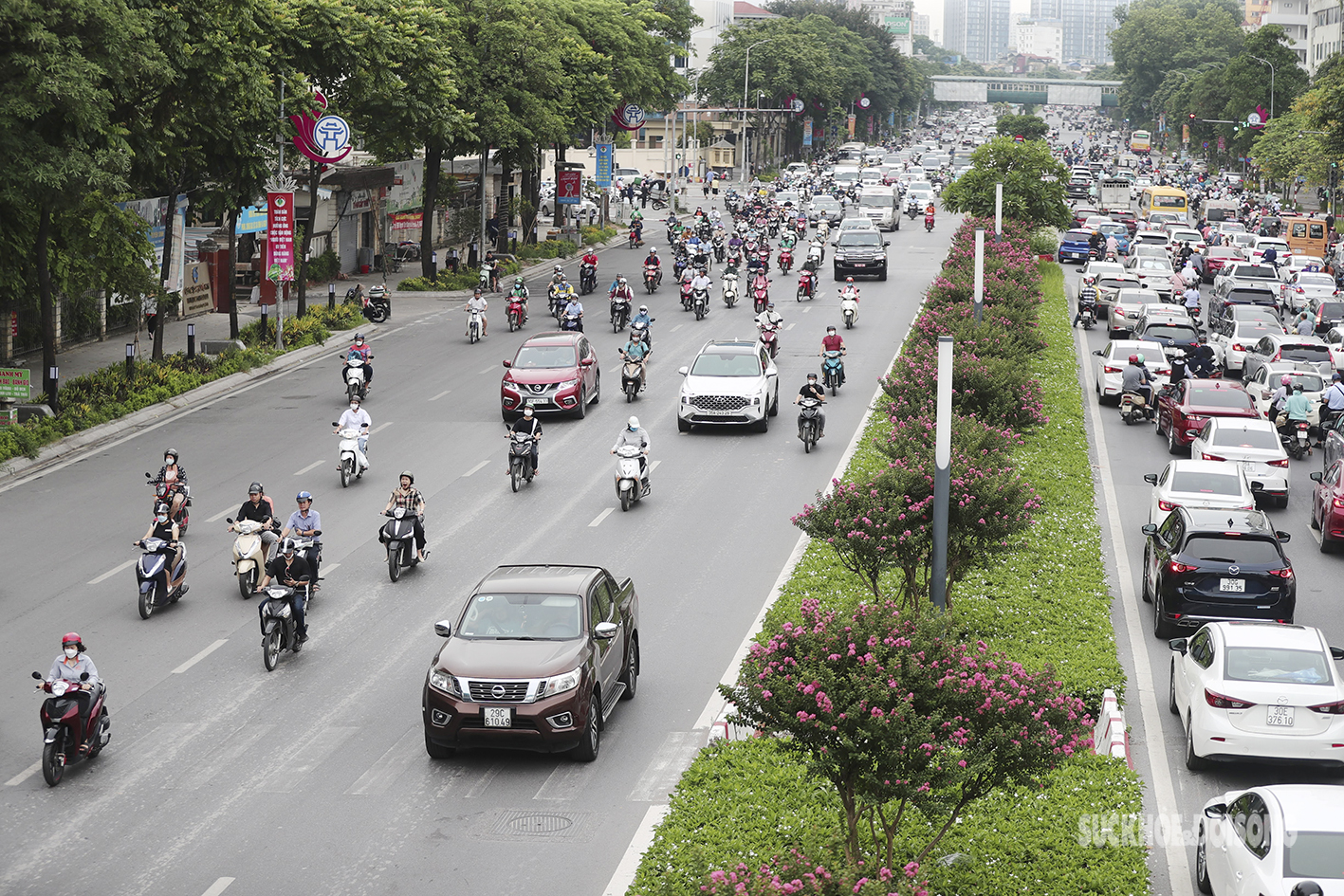 Hoa Tường vi khoe sắc giữa Thủ đô - Ảnh 11.