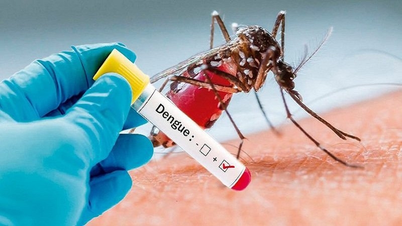 Thời tiết càng nắng nóng, muỗi gây bệnh sốt xuất huyết càng hoành hành