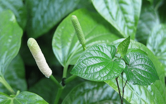 Lá lốt trị được bệnh gì?