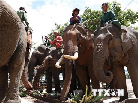 Đắk Lắk: Mở "tiệc buffet" cho đàn voi nhà nhân Ngày quốc tế voi 12/8