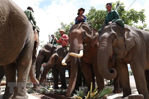 Đắk Lắk: Mở 'tiệc buffet' cho đàn voi nhà nhân Ngày quốc tế voi 12/8 - Ảnh 1.