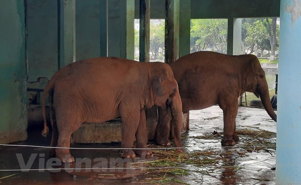 Vườn thú Hà Nội: Voi bị xiềng xích được chăm sóc 'đúng quy trình' - Ảnh 1.