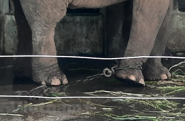 Vườn thú Hà Nội: Voi bị xiềng xích được chăm sóc 'đúng quy trình' - Ảnh 3.
