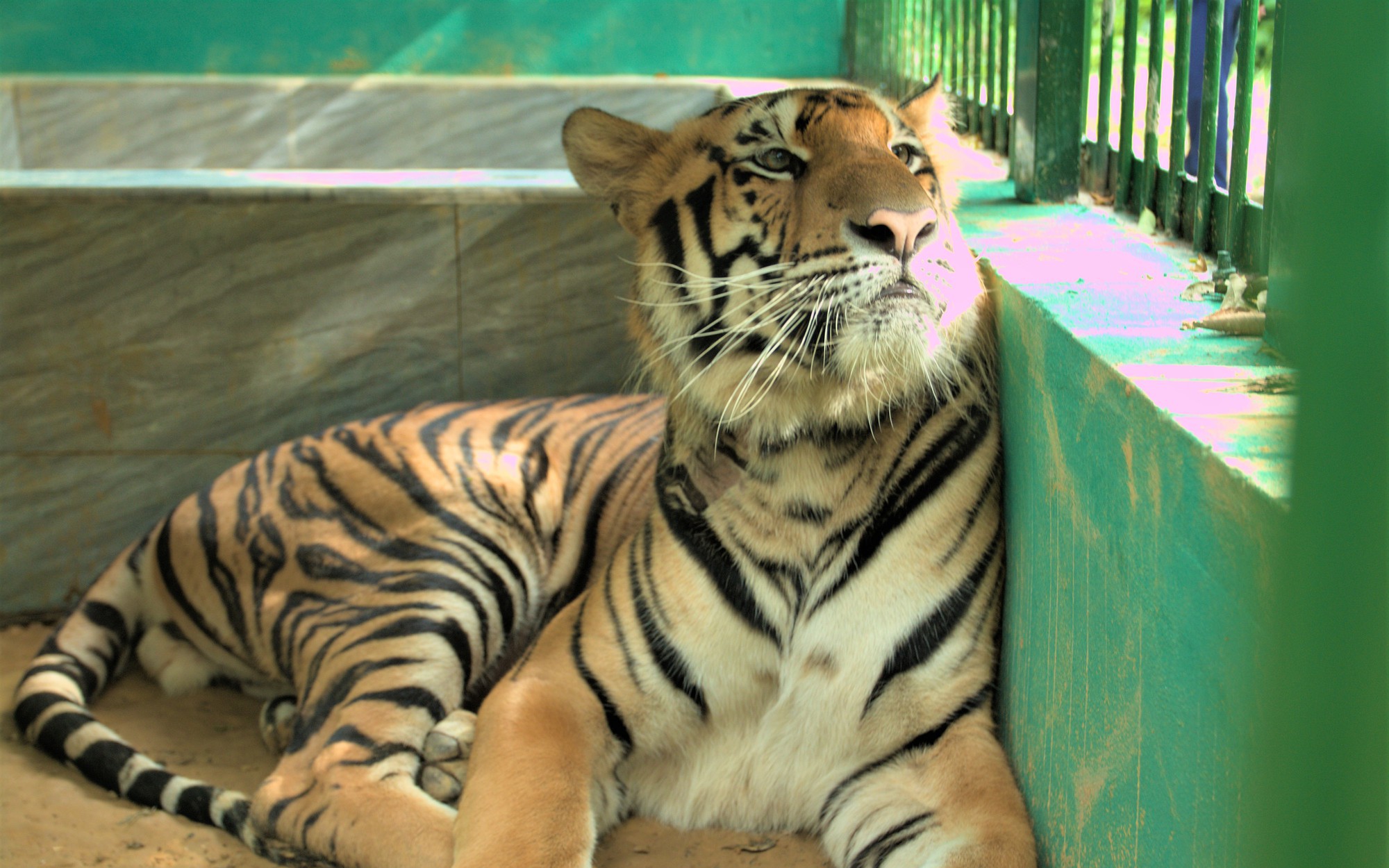 Cuộc sống của những con hổ Đông Dương dưới tán rừng VQG Phong Nha - Kẻ Bàng