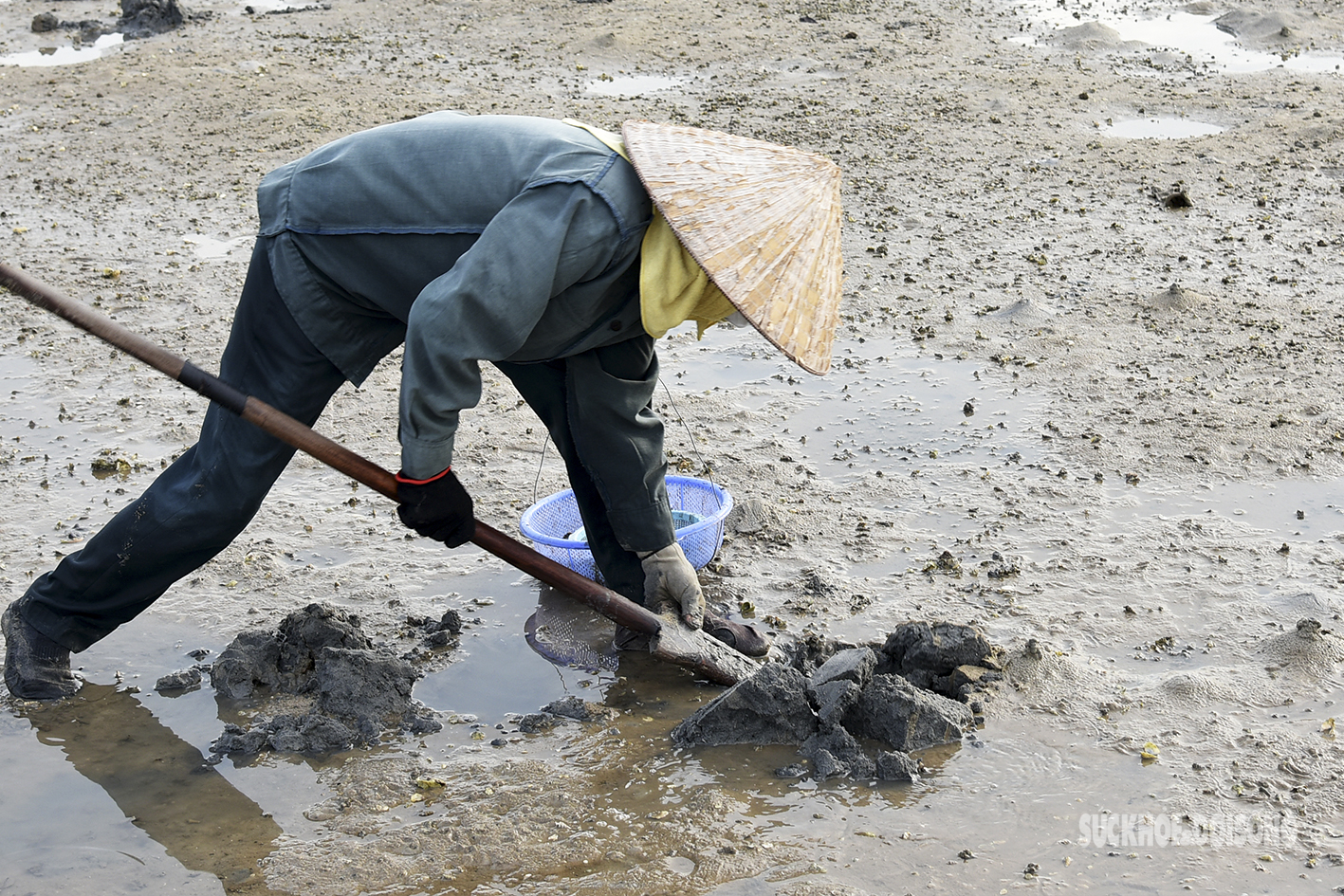 Nghề săn “vàng ròng” giữa lòng di sản của phụ nữ Vân Đồn - Ảnh 2.