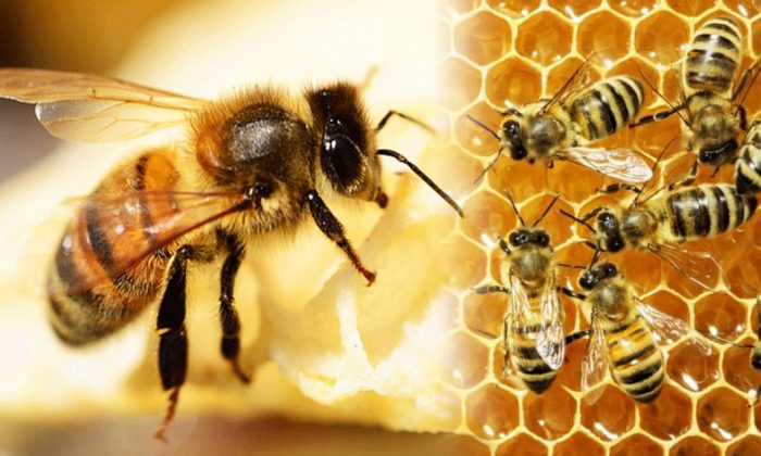 Một phụ nữ tử vong do ong đốt, bác sĩ chỉ cách nhận biết các loài ong và sơ cứu đúng - Ảnh 6.