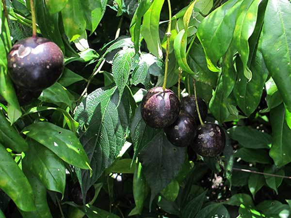 Cảnh báo về loại quả rừng giống quả cherry nhưng chứa độc tính gây tử vong - Ảnh 4.