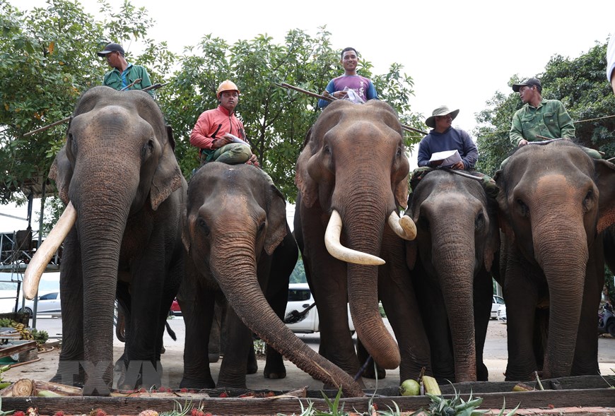 Hình ảnh đàn voi nhà ở Đắk Lắk sụt giảm nghiêm trọng - Ảnh 1.