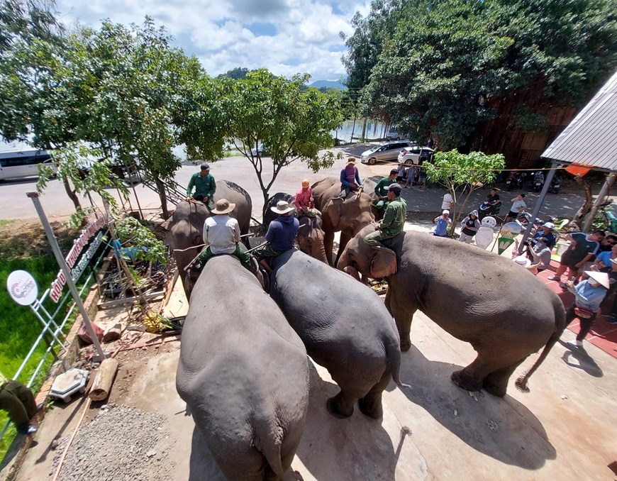 Hình ảnh đàn voi nhà ở Đắk Lắk sụt giảm nghiêm trọng - Ảnh 2.