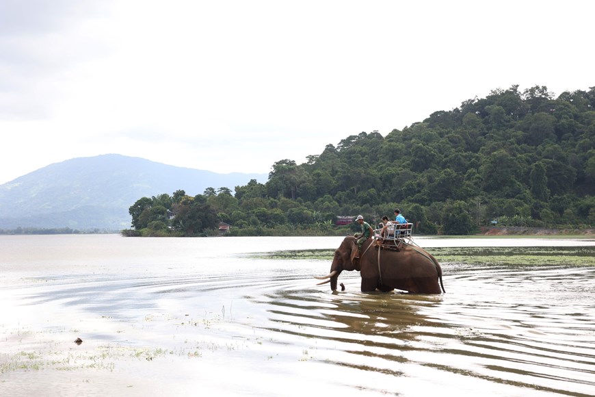 Hình ảnh đàn voi nhà ở Đắk Lắk sụt giảm nghiêm trọng - Ảnh 3.