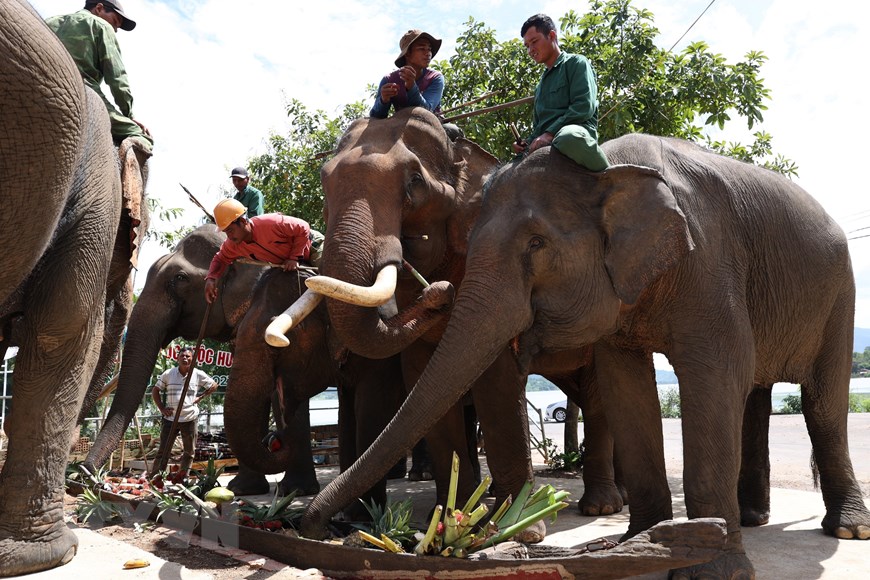 Hình ảnh đàn voi nhà ở Đắk Lắk sụt giảm nghiêm trọng - Ảnh 4.