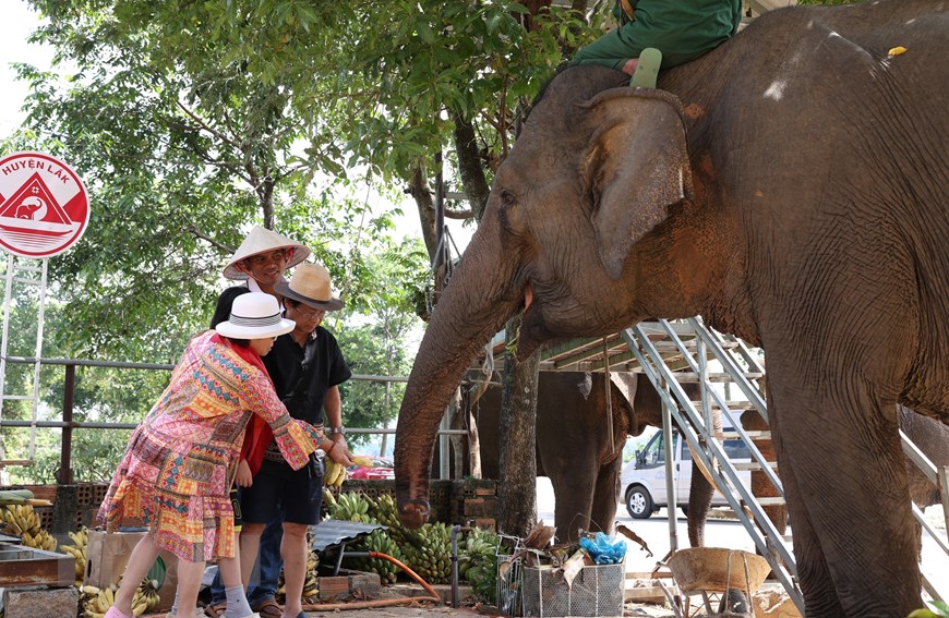 Hình ảnh đàn voi nhà ở Đắk Lắk sụt giảm nghiêm trọng - Ảnh 5.