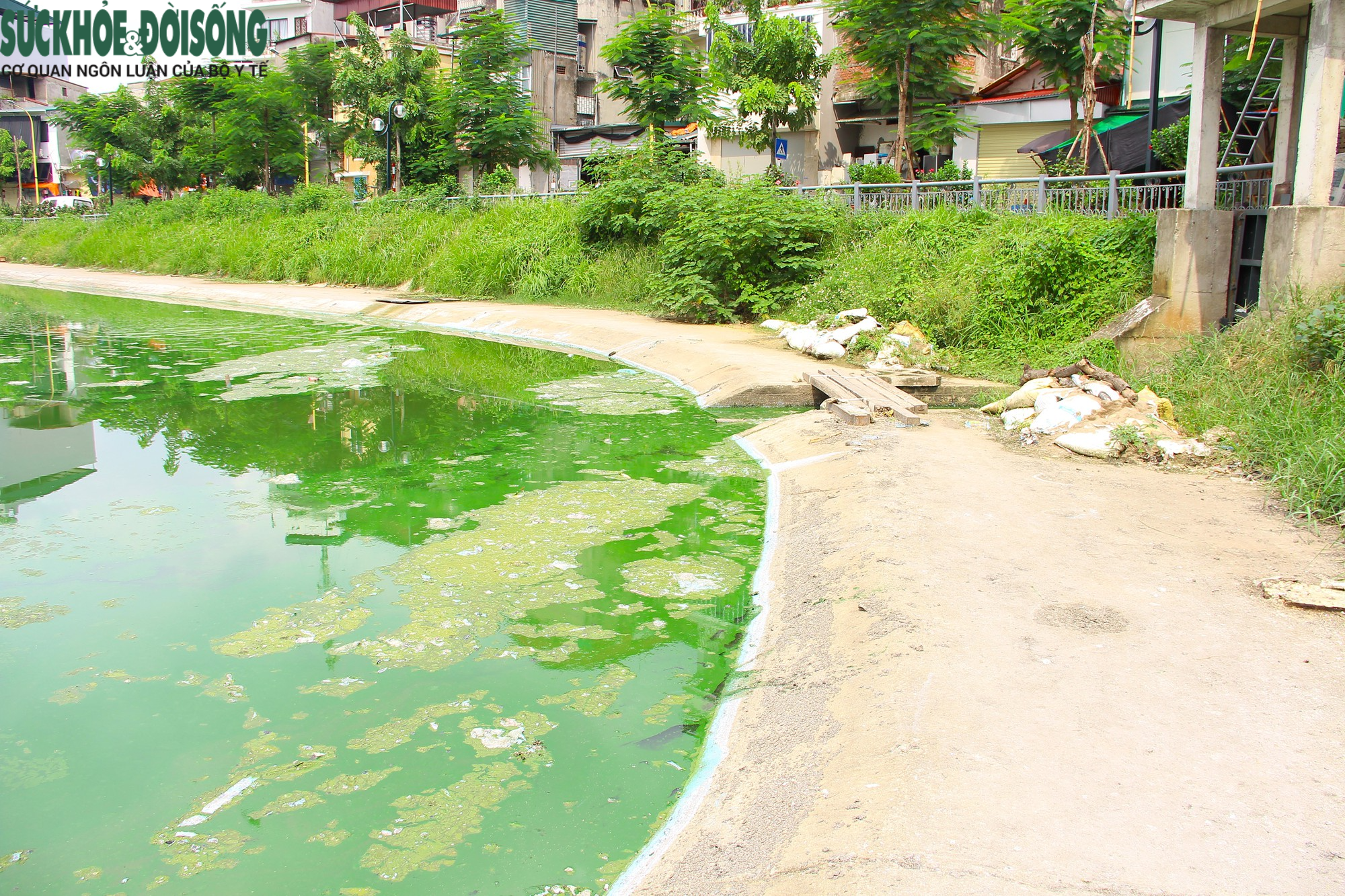 Hồ nước tại trung tâm Hà Nội ô nhiễm, mặt hồ nổi mảng bám, nước bốc mùi - Ảnh 5.