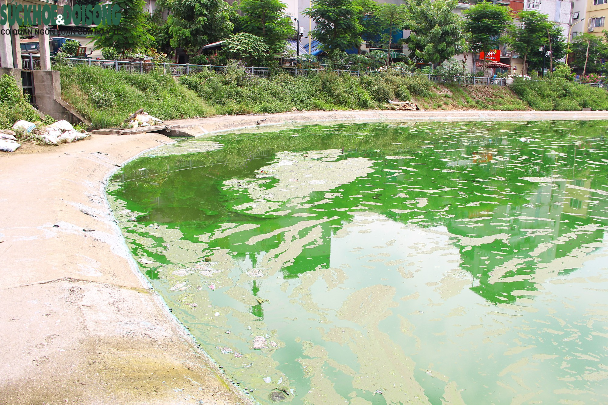 Hồ nước tại trung tâm Hà Nội ô nhiễm, mặt hồ nổi mảng bám, nước bốc mùi - Ảnh 6.