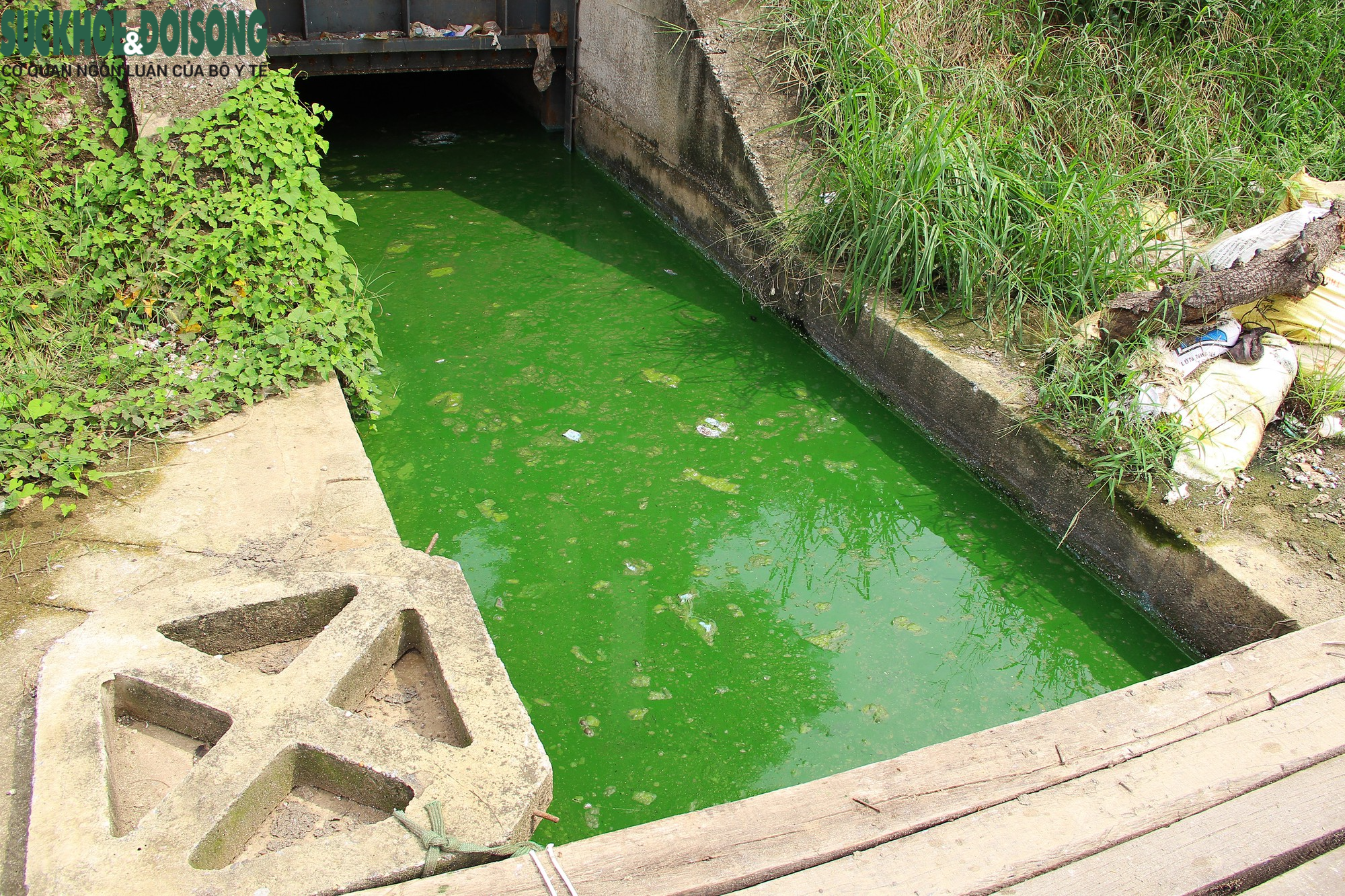 Hồ nước tại trung tâm Hà Nội ô nhiễm, mặt hồ nổi mảng bám, nước bốc mùi - Ảnh 8.