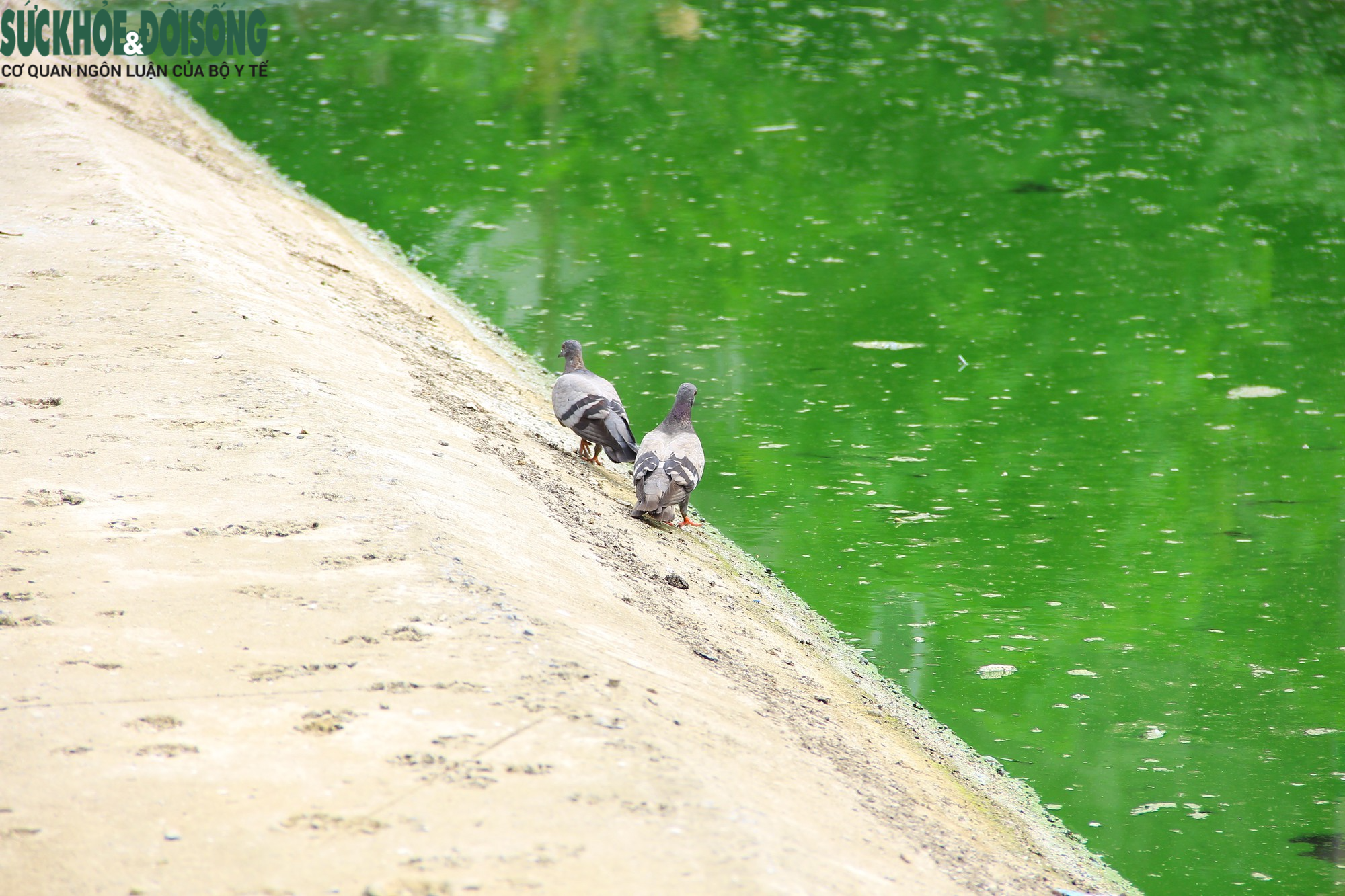 Hồ nước tại trung tâm Hà Nội ô nhiễm, mặt hồ nổi mảng bám, nước bốc mùi - Ảnh 10.