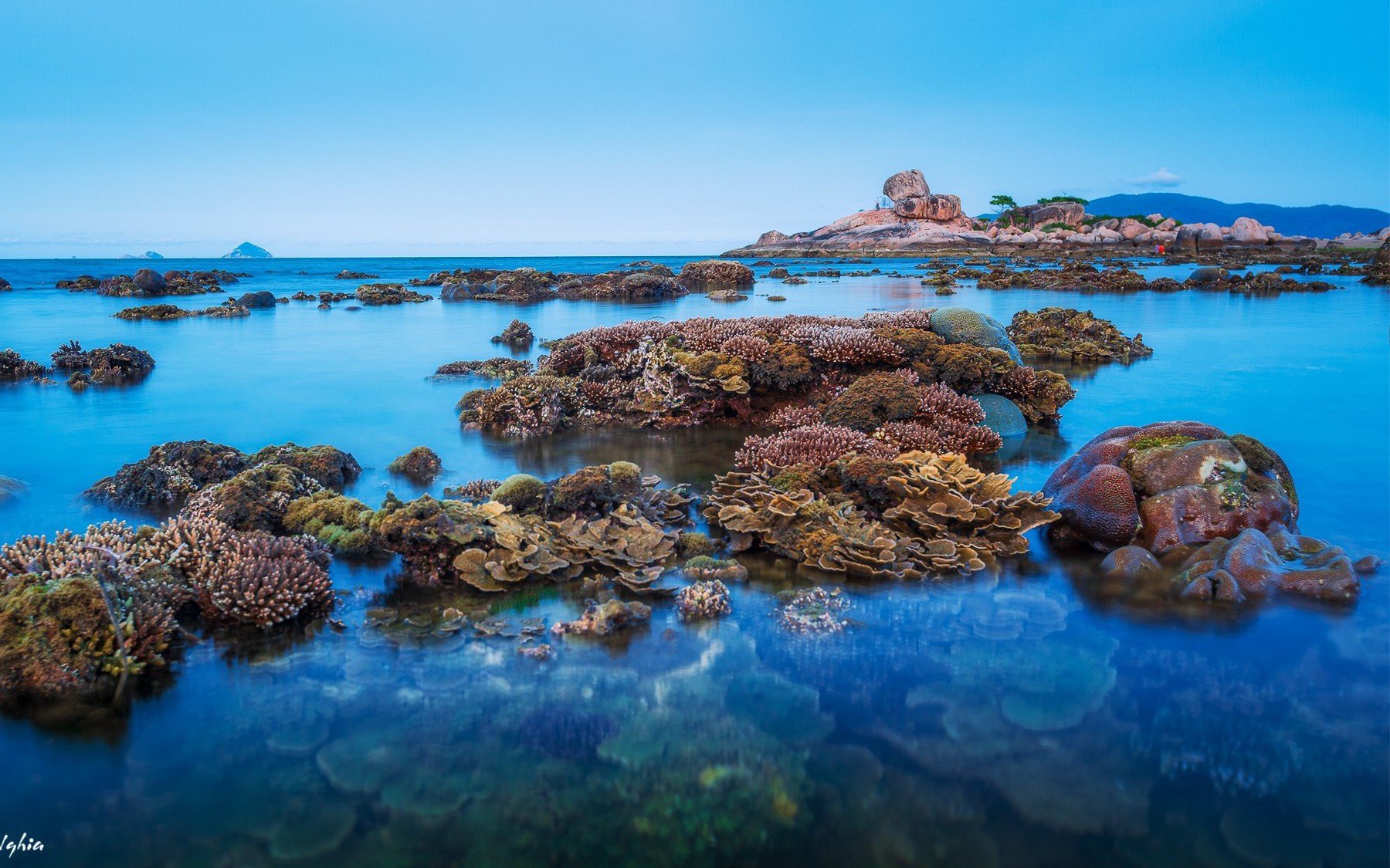 San hô quý Vịnh Nha Trang hồi sinh, có giữ được không?