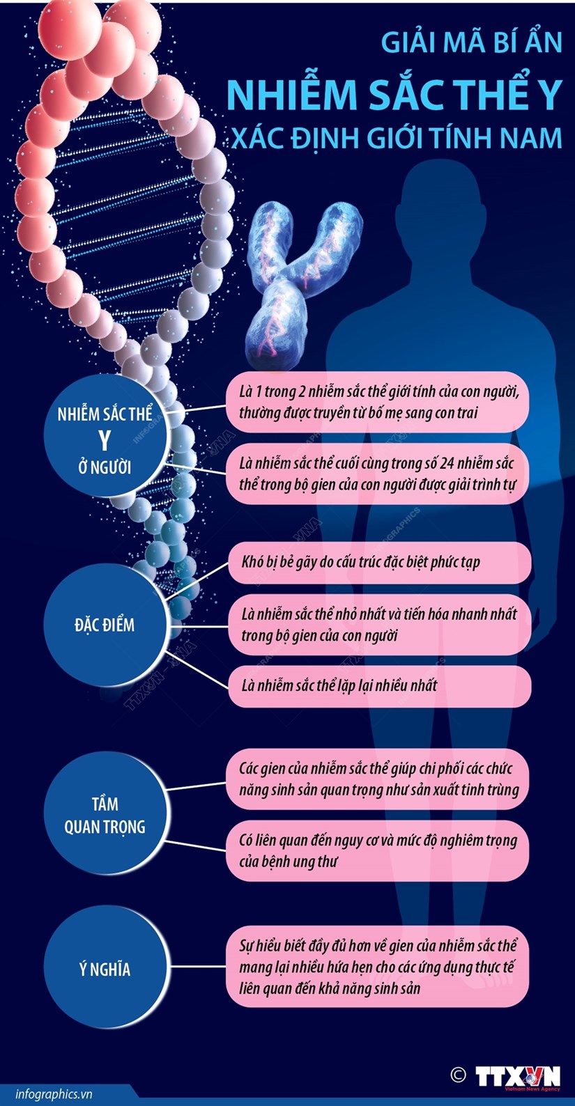 [Infographics] Giải mã bí ẩn nhiễm sắc thể Y xác định giới tính nam - Ảnh 1.