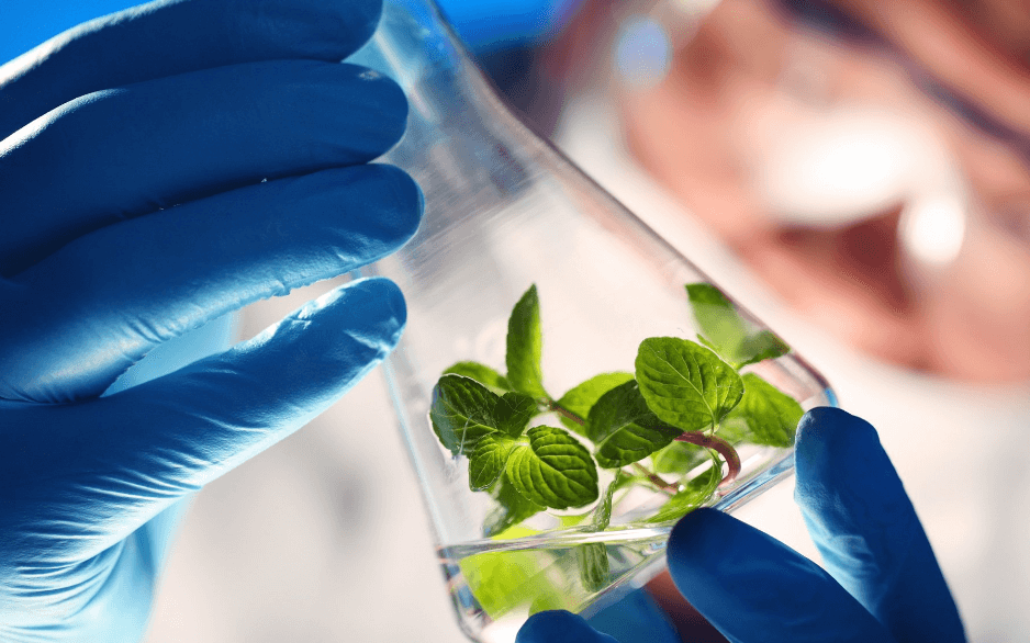 Phát triển sản phẩm dược liệu bằng cách ứng dụng công nghệ sinh học