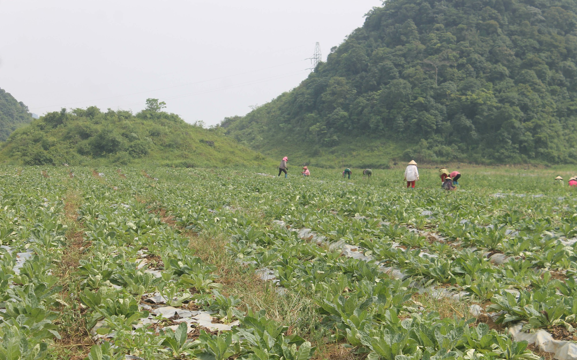 Bảo tồn, phát triển và khai thác hiệu quả cây dược liệu tỉnh Hà Giang