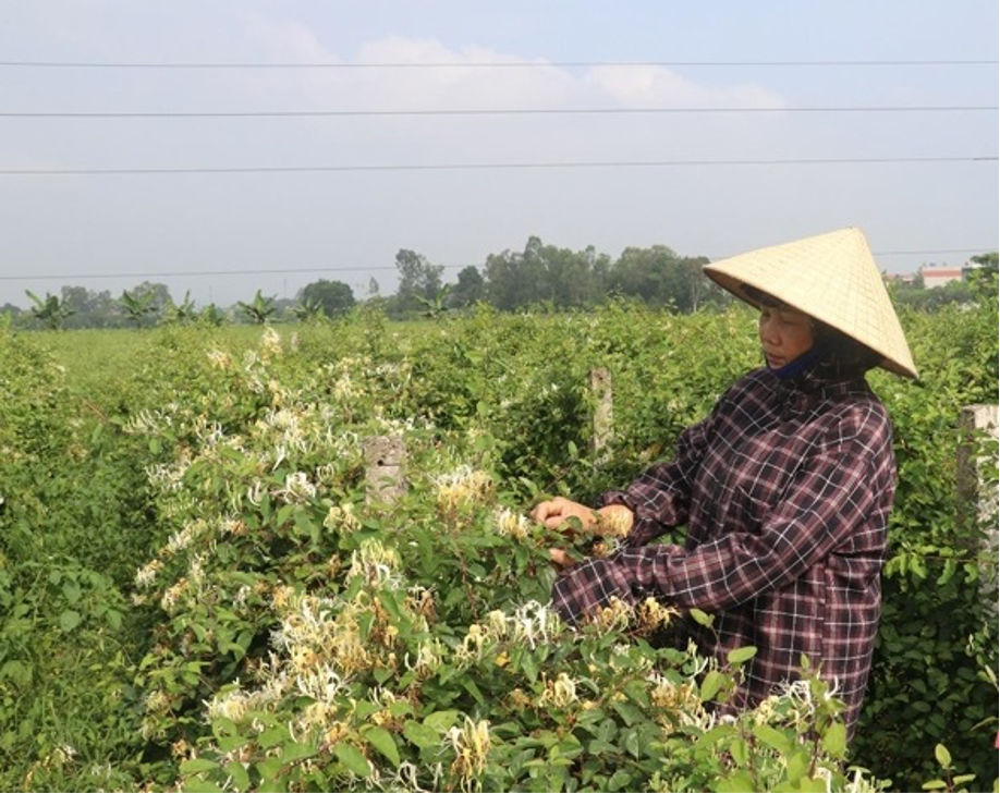 Phát triển mở rộng trồng dược liệu giúp nâng cao thu nhập, xóa đói giảm nghèo - Ảnh 3.