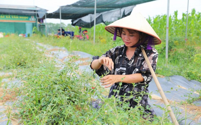 Hà Nội "xóa đất hoang" bằng cây dược liệu