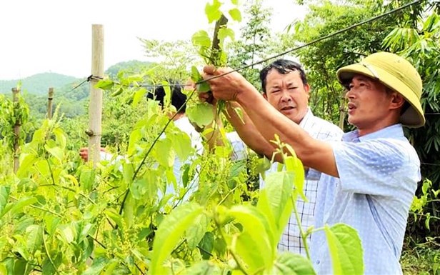 Nhân rộng diện tích, phát triển quy mô trồng cây dược liệu ở Hà Nội