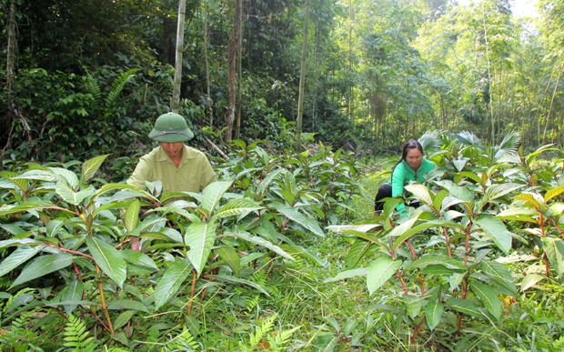 Nhiều địa phương thành công với mô hình trồng dược liệu dưới tán rừng