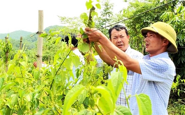 Lào Cai đẩy nhanh tiến độ trồng, chăm sóc cây dược liệu - Ảnh 2.