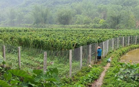 Vừa bảo tồn cây dược liệu quý, vừa gắn với phát triển kinh tế ở Bảo Lạc- Cao Bằng