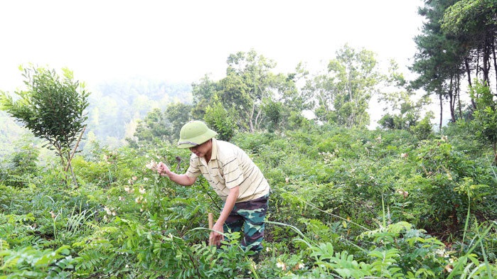 Bảo tồn, nhân rộng cây dược liệu quý ở Lạng Sơn - Ảnh 1.