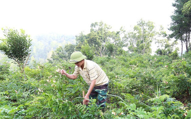 Bảo tồn, nhân rộng cây dược liệu quý ở Lạng Sơn