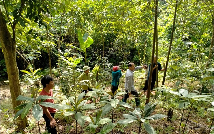 Mô hình trồng dược liệu dưới tán rừng giúp bảo tồn cây thuốc quý, hiệu quả kinh tế cao
