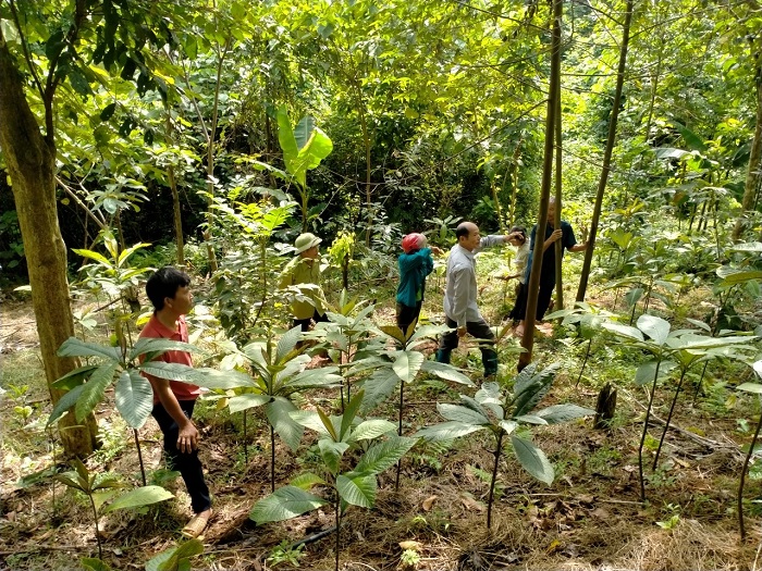 Mô hình trồng dược liệu dưới tán rừng giúp bảo tồn cây thuốc quý, hiệu quả kinh tế cao - Ảnh 1.